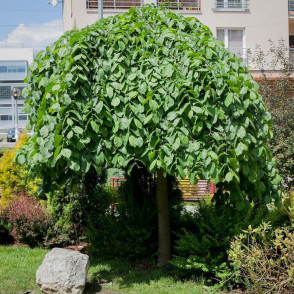 Вяз «Кампердоуни» на штамбе