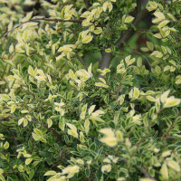 Вяз Гейша (Ulmus parvifolia Geisha)