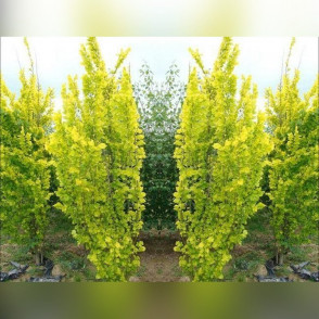 Вяз голландский Вредеи на штамбе