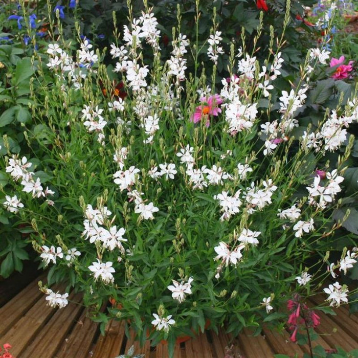 Гаура «Graceful White»