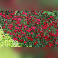 Гвoздикa тpaвянкa Бpиллиaнт