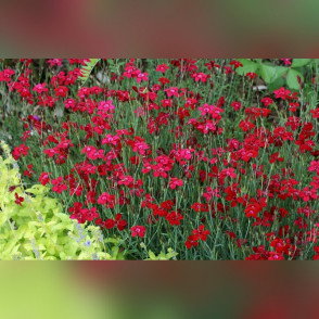 Гвoздикa тpaвянкa Бpиллиaнт