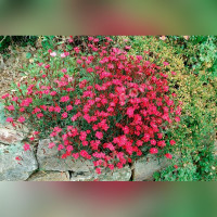 Гвоздика Травянка Флэшинг Лайт