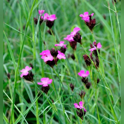 Гвоздика картузианская