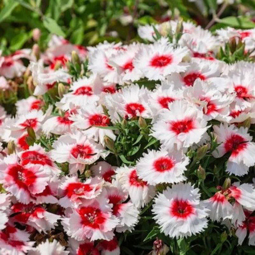 Гвоздика китайская «Рондо»