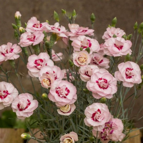 Гвоздика перистая Претти Бекки