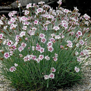 Гвоздика травянка «Вайт-Ред»