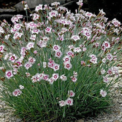 Гвоздика травянка «Вайт-Ред»