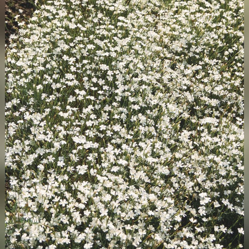 Гвоздика травянка Альбус