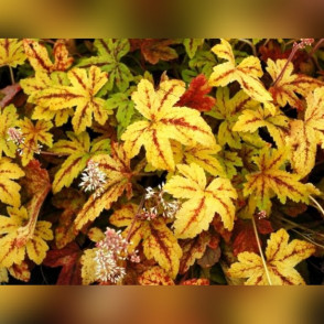 Гейхера «Санрайз Фолс» (Sunrise Falls)