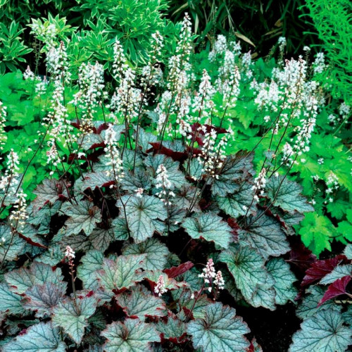 Гейхера «Твайлайт» (Twilight)