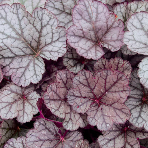 Гейхера «Шуга Фростинг» (Sugar Frosting)