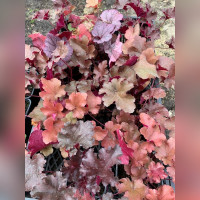 Гейхера в ассортименте