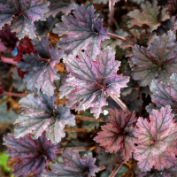 Гейхера гибридная «Frosted Violet»