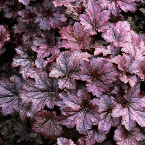 Гейхера гибридная «Palace Purple»