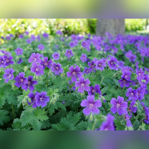 Герань садовая