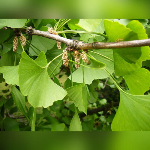 Гинкго Билоба