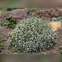 Гипсофила ползучая белая