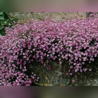 Гипсофила ползучая розовая