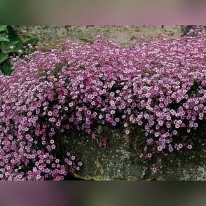 Гипсофила ползучая розовая