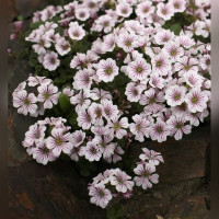 Гипсофила ясколковидная