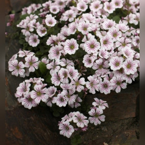 Гипсофила ясколковидная