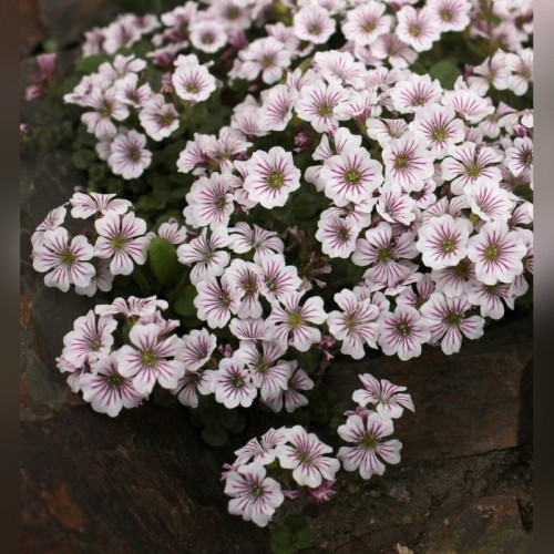 Гипсофила ясколковидная