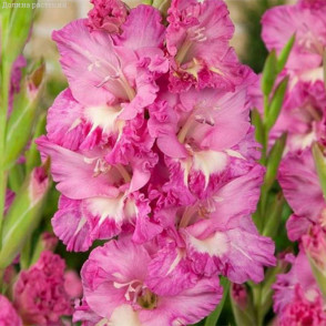 Гладиолус Минск (Minsk)