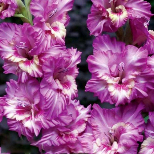 Гладиолус Танго