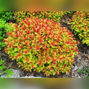 Спирея японская «Голдфлейм»