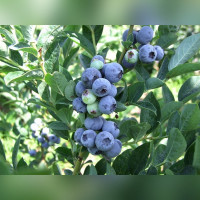 Голубика «Блю Голд» (Bluegold)