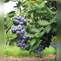 Голубика «Дрейпер»