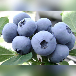 Голубика «Легаси»