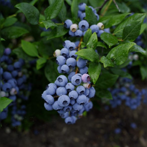 Голубика «Либерти» (Liberty)