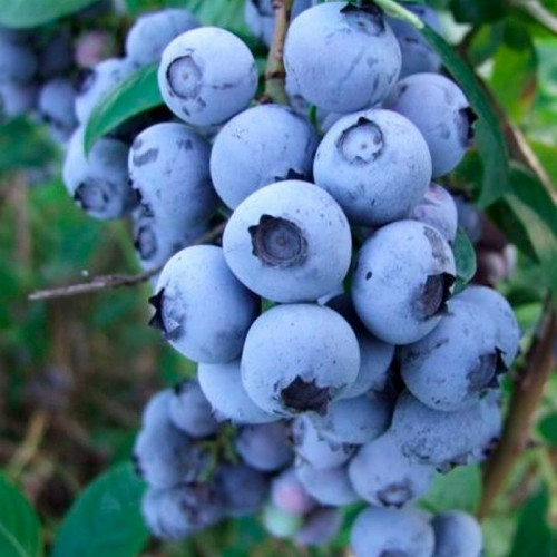 Голубика «Ханна Чойс»