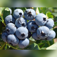 Голубика «Чандлер» (Chandler)