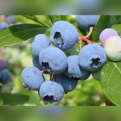 Голубика «Блю Кроп»