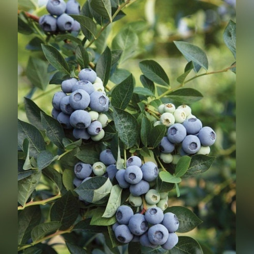 Голубика «Денис Блю»