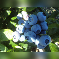 Голубика «Эллиот»