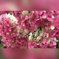 Гортензия метельчатая «Краса Лесково»