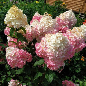 Гортензия метельчатая «Сандей Фрайз»