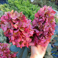 Гортензия Бонфаер (Bonfire)