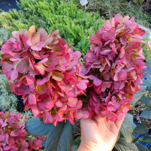 Гортензия Бонфаер (Bonfire)