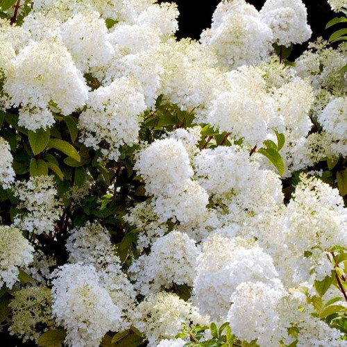 Гортензия Леди Ин Уайт