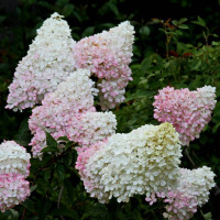 Гортензия Ливинг Литл Блоссом (Living Little Blossom)