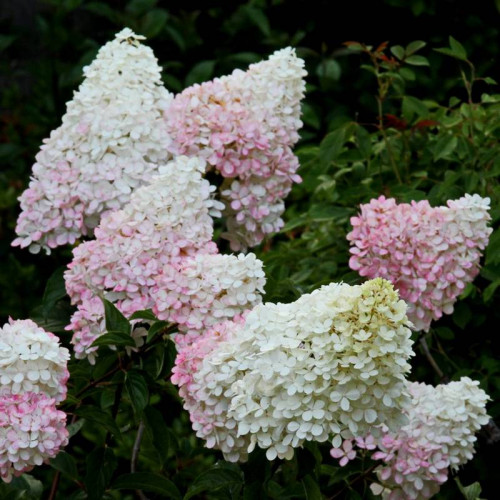 Гортензия Ливинг Литл Блоссом (Living Little Blossom)