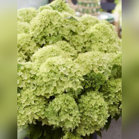 Гортензия Ливинг Литл Эпл (Living Little Apple)