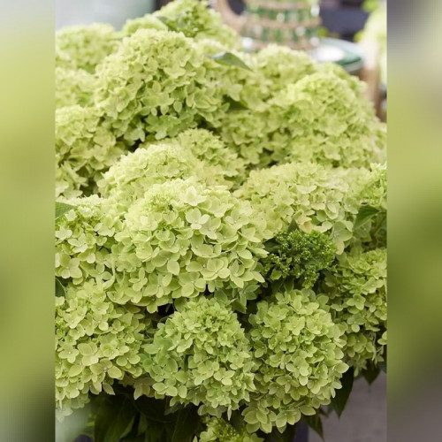 Гортензия Ливинг Литл Эпл (Living Little Apple)