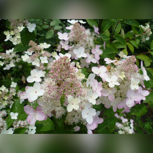 Гортензия Пи Ви (Pee Wee)