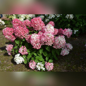 Гортензия Пинки Промис